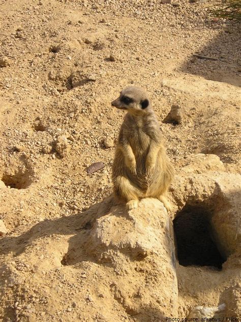 Interesting facts about meerkats | Just Fun Facts