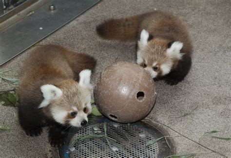 Red Panda Cubs at Smithsonian’s National Zoo Named for Sto… | Flickr