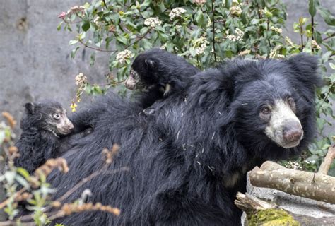 Baby Sloth Bears Are Tiny Adventurers - ZooBorns