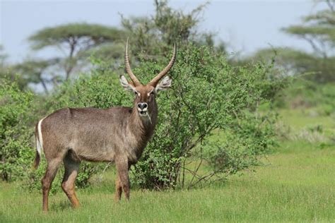 Samburu Animals – Samburu National Reserve