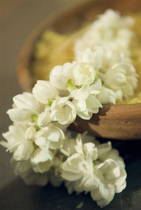 Jasmine | Indian flowers, Jasmine flower, Flowers