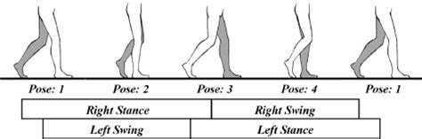 Gait cycle expressed by swing phase and stance phase. | Download Scientific Diagram