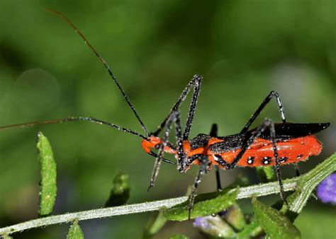 assassin bug bite treatment - Captions Prince