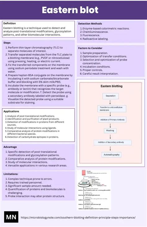 Eastern blot - Protocol, Principle, Application - Biology Notes Online