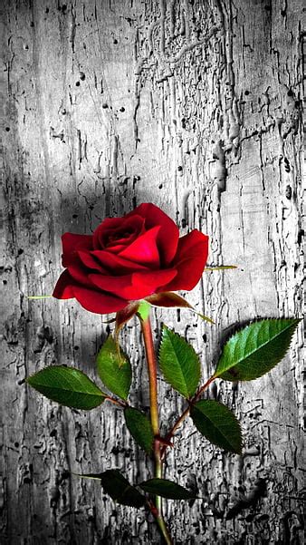 HD rose wallpapers | Peakpx