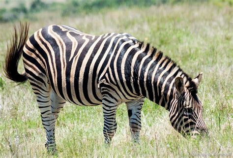 How a Zebra Got its Stripes According to the World’s Oldest People ...