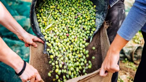 El cambio climático impacta sobre el olivo - Agritotal