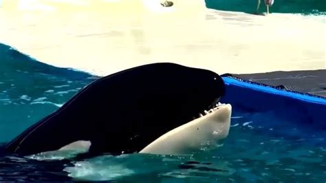 Southern resident orca Tokitae died from old age, multiple chronic ...