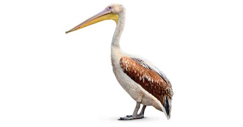 Facts About Pelicans | Pelican Beak | DK Find Out