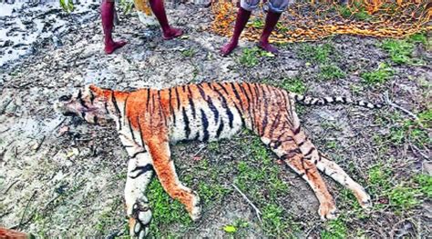 West Bengal: Tiger dies on way to treatment | Kolkata News - The Indian Express