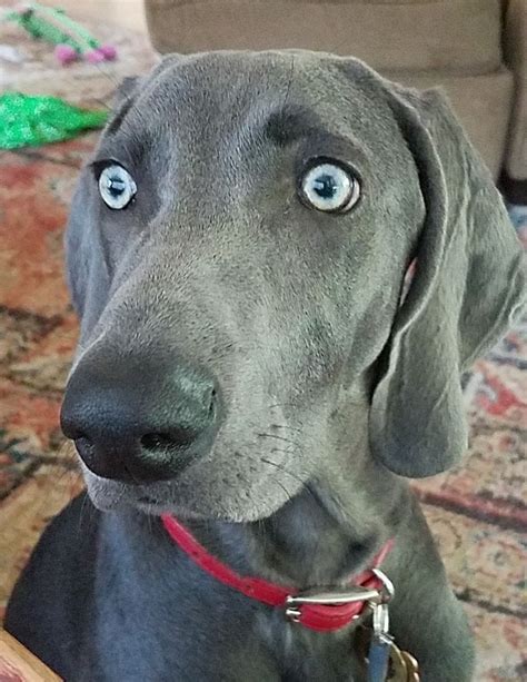 Weimaraner With Blue Eyes