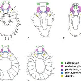 Anatomy of Laevipilina antarctica, a Monoplacophoran Limpet (Mollusca ...