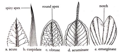 Venation Types