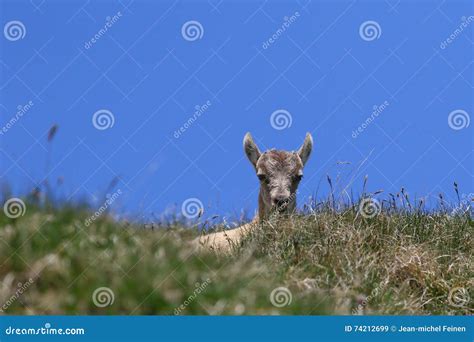 Baby ibex goat peeking stock image. Image of nature, alps - 74212699