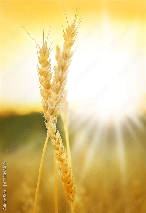 Wheat and sunset Stock Photo | Adobe Stock