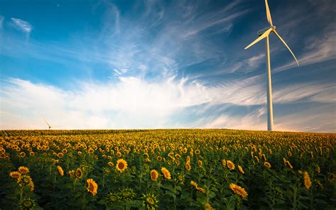 Wind turbine Sunflower field 4K Wallpapers | HD Wallpapers | ID #19781