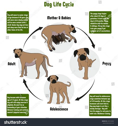 Dog Life Cycle Diagram All Stages Stock Vector (Royalty Free) 630145454 | Shutterstock