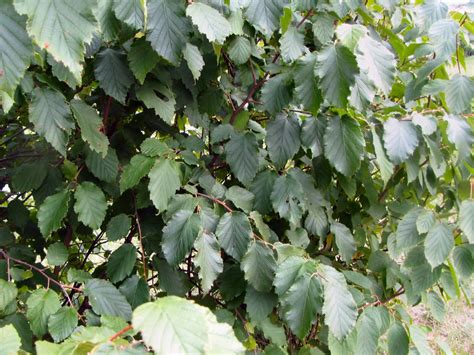 Hazelnut Tree Pictures, Information on the Hazelnut Tree Species