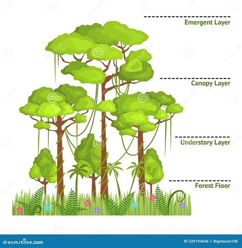 Rainforest Layers Vector Illustration. Jungle Structure Educational ...