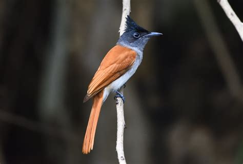 Indian paradise flycatcher | Indian paradise flycatcher | Flickr