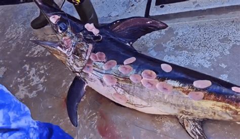 Fishermen Reel In Swordfish Covered With Cookie Cutter Shark Bites ...