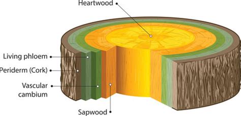 What is the meaning of Cambium and where it is fou - Tutorix