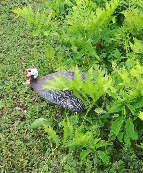 Royal Purple Guinea Fowl for Sale | Cackle Hatchery®