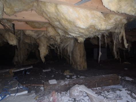 Mold in Crawl Space: How to Remove & Prevent It