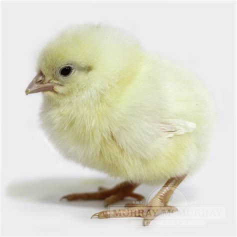 Murray McMurray Hatchery - Pearl White Leghorn