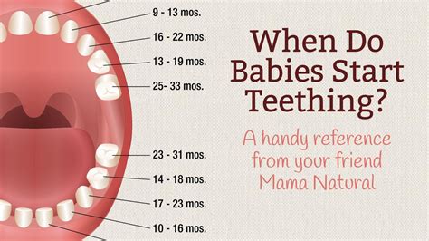 What Is Another Name For Baby Teeth - TeethWalls