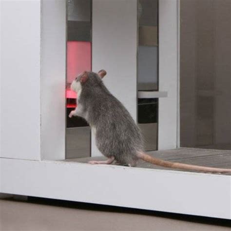 Skinner-box rats trained to predict currency market movements - Boing Boing