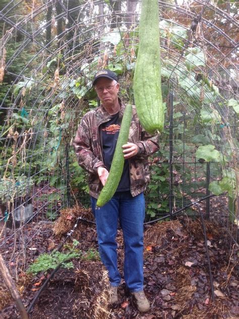 Growing Loofah Plant from Seed