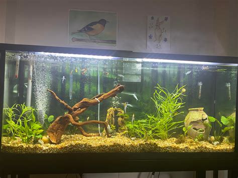 My first 55 gallon planted tank :) : aquarium