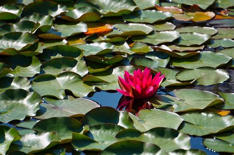 Pond Water Lily Aquatic Plant - Free photo on Pixabay