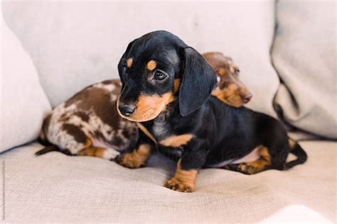 "Black And Tan Dachshund Puppy In Front Of A Dappled Puppy" by Stocksy ...