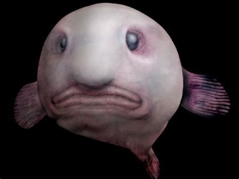 Blobfish In Water : Facts Around The World Blobfish - The answer is nope , they look like a ...