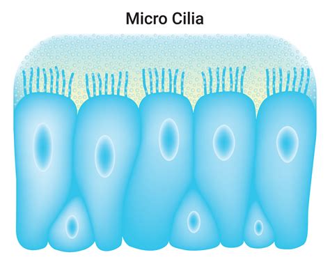 Micro Cilia Science Design Vector Illustration Diagram 34201622 Vector ...