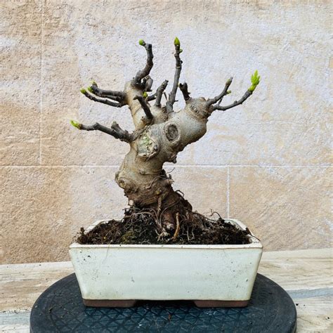 Fig tree bonsai (Ficus) - 25×20 cm - Spain - Catawiki