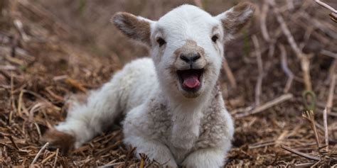 Where to see lambs this spring