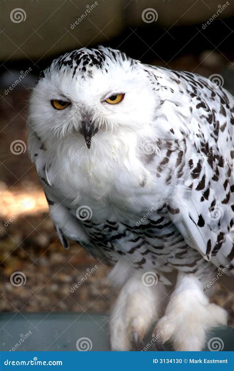 Snowy Owl stock photo. Image of snowy, beak, eyes, animal - 3134130