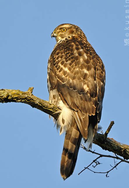 northern goshawk - juvenile (accipiter gentilis) | jericho, … | Flickr