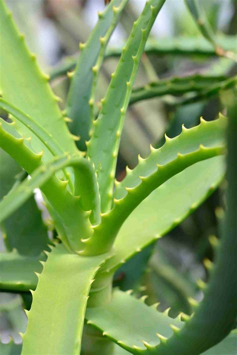 6 Amazing Benefits Of Aloe Vera for Hair Growth | HairDoc TK