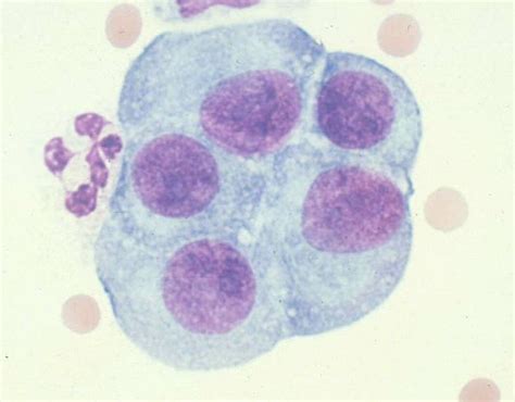 49 best ideas about Histology/Cytology on Pinterest | Stains, Tight junction and Lupus nephritis