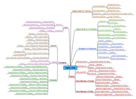 My Blog: Muscles of the upper limb