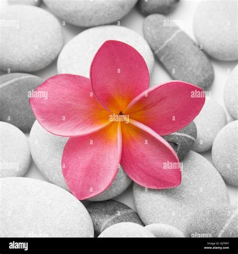 stone flower plant Stock Photo - Alamy