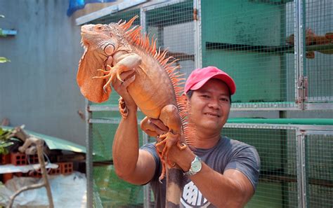 Nuôi loài rồng Nam Mỹ ăn chay, màu cực đẹp, dân chơi mê mẩn