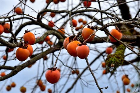 Diospyros kaki by Alexander Deshkovets / 500px | Persimmon, Flowers, Apricot