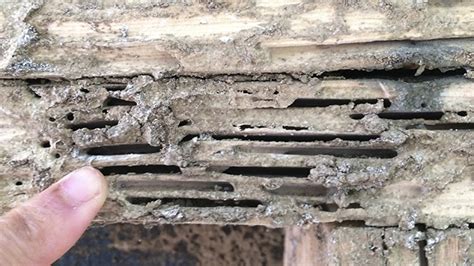 Termite Infestations | Nebraska Extension in Lancaster County