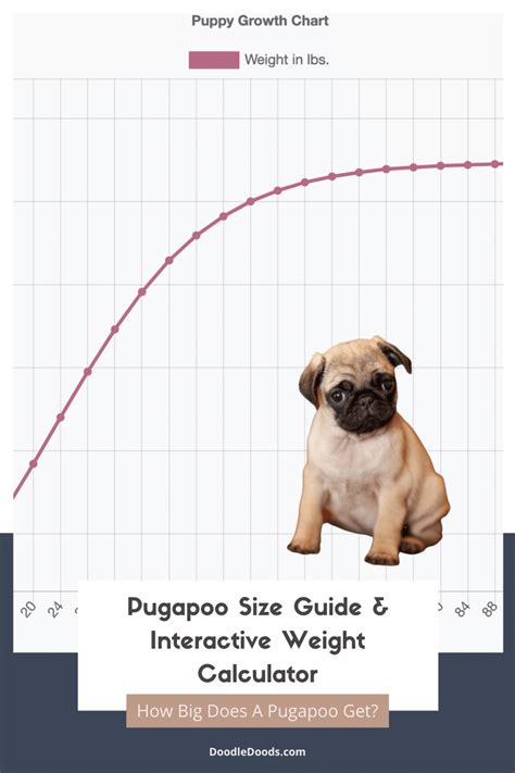 Westiepoo Size Chart + Interactive Weight Calculator - Doodle Doods