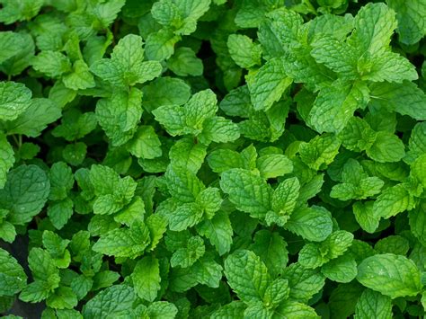 Mint Leaves - Adrianna Springs - Agro Products, Spices, Vegetables, Fruits Supplier and Exporter ...